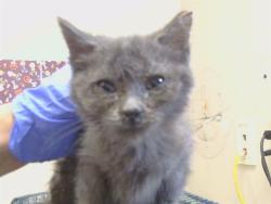Shelter Stray Male Cat last seen PALOMINO LN/WATTAVE, 95660, 3839 Bradshaw Rd, Sacramento, CA 95827, USA