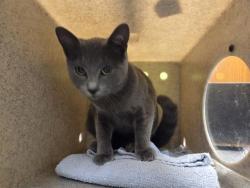 Shelter Stray Female Cat last seen Near BLOCK SE 456TH ST, ENUMCLAW WA 98022, 21615 64th Ave S, Kent, WA 98032, USA