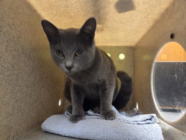 Shelter Stray Female Cat last seen Near BLOCK SE 456TH ST, ENUMCLAW WA 98022, 21615 64th Ave S, Kent, WA 98032, USA