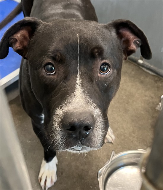 Shelter Stray Male Dog last seen CR 561 & SR 19 TAVARES, 12280 County Rd 448, Tavares, FL 32778, USA