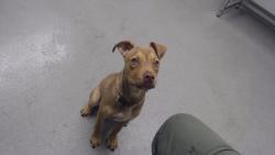 Shelter Stray Female Dog last seen , 1419 Bryant St, San Francisco, CA 94103, USA
