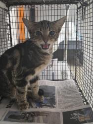 Shelter Stray Female Cat last seen Near BLOCK NW 49 CT, LAUDERHILL FL 33319, 2400 SW 42nd St, Fort Lauderdale, FL 33312, USA