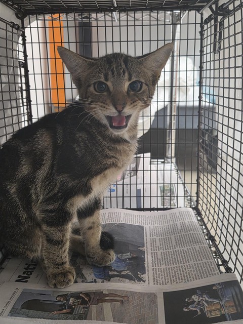 Shelter Stray Female Cat last seen Near BLOCK NW 49 CT, LAUDERHILL FL 33319, 2400 SW 42nd St, Fort Lauderdale, FL 33312, USA