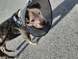 Shelter Stray Male Dog last seen Near BLOCK SW 187 AV, MIRAMAR FL 33029, 2400 SW 42nd St, Fort Lauderdale, FL 33312, USA
