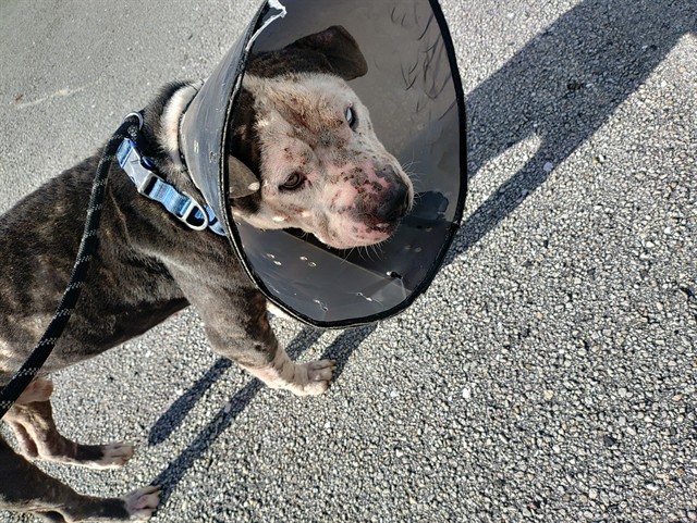 Shelter Stray Male Dog last seen Near BLOCK SW 187 AV, MIRAMAR FL 33029, 2400 SW 42nd St, Fort Lauderdale, FL 33312, USA