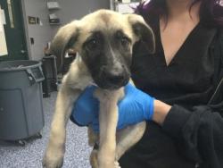 Shelter Stray Female Dog last seen Near BLOCK LINCOLN ST MECCA CA 92254, 72050 Pet Land Pl, Thousand Palms, CA 92276, USA