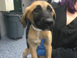 Shelter Stray Female Dog last seen Near BLOCK LINCOLN ST MECCA CA 92254, 72050 Pet Land Pl, Thousand Palms, CA 92276, USA