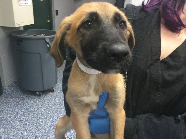 Shelter Stray Female Dog last seen Near BLOCK LINCOLN ST MECCA CA 92254, 72050 Pet Land Pl, Thousand Palms, CA 92276, USA