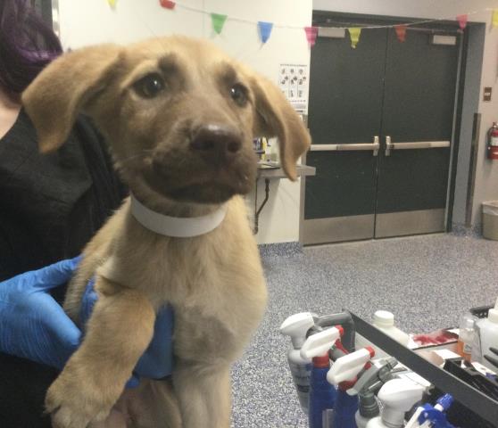 Shelter Stray Female Dog last seen Near BLOCK LINCOLN ST MECCA CA 92254, 72050 Pet Land Pl, Thousand Palms, CA 92276, USA
