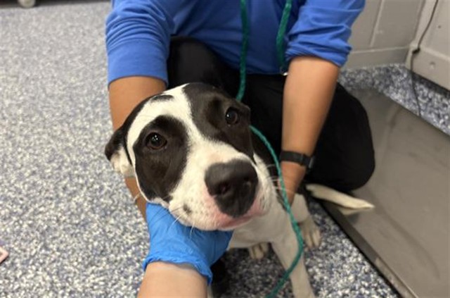 Shelter Stray Female Dog last seen Near BLOCK ROBERTS RD, DESERT HOT SPRINGS CA 92241, 72050 Pet Land Pl, Thousand Palms, CA 92276, USA