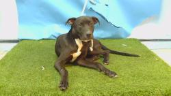 Shelter Stray Male Dog last seen , 216 W Victoria St, Gardena, CA 90248, USA