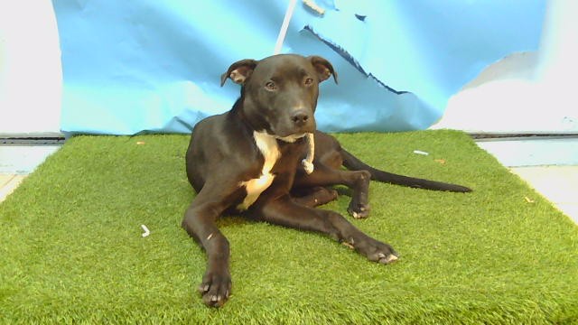 Shelter Stray Male Dog last seen , 216 W Victoria St, Gardena, CA 90248, USA