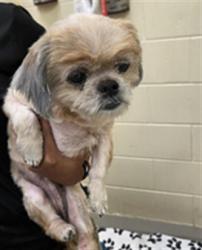 Shelter Stray Female Dog last seen CEDAR GLENN PLACE/OVIEDO, 232 Eslinger Way, Sanford, FL 32773, USA
