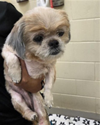 Shelter Stray Female Dog last seen CEDAR GLENN PLACE/OVIEDO, 232 Eslinger Way, Sanford, FL 32773, USA