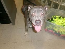 Shelter Stray Male Dog last seen 565/STOVEHOUSE, 4950 SW Triana Blvd, Huntsville, AL 35805, USA