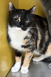 Shelter Stray Female Cat last seen , 3201 Lacy St, Los Angeles, CA 90031, USA