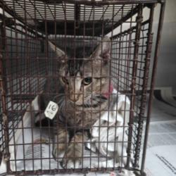 Shelter Stray Male Cat last seen , 3201 Lacy St, Los Angeles, CA 90031, USA