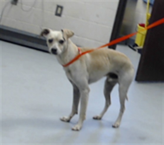 Shelter Stray Male Dog last seen Near BLOCK SANDY PINES CT, HOPE MILLS NC 28348, 4704 Corporation Dr, Fayetteville, NC 28306, USA