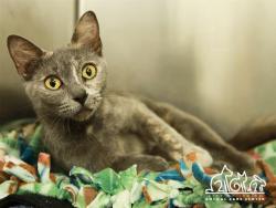 Shelter Stray Female Cat last seen , 6443 Oak Canyon, Irvine, CA 92618, USA