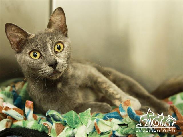 Shelter Stray Female Cat last seen , 6443 Oak Canyon, Irvine, CA 92618, USA