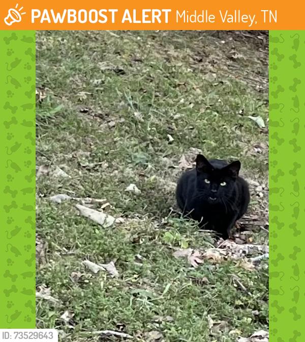Found/Stray Male Cat last seen Ivy Manor Ct off Moses Rd., Middle Valley, TN 37343