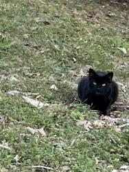 Found/Stray Male Cat last seen Ivy Manor Ct off Moses Rd., Middle Valley, TN 37343