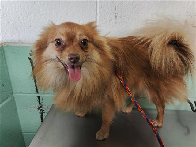 Shelter Stray Female Dog last seen FRANKLIN BLVD & FRUITRIDGE RD, 2127 Front St, Sacramento, CA 95818, USA