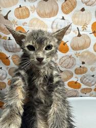 Shelter Stray Male Cat last seen LA SIERRA AVE & EL SOBRANTE RD, 6851 Van Buren Boulevard, Jurupa Valley, CA 92509, USA