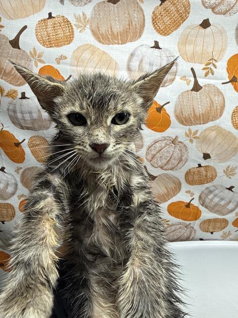 Shelter Stray Male Cat last seen LA SIERRA AVE & EL SOBRANTE RD, 6851 Van Buren Boulevard, Jurupa Valley, CA 92509, USA