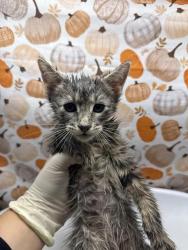 Shelter Stray Male Cat last seen LA SIERRA AVE & EL SOBRANTE RD, 6851 Van Buren Boulevard, Jurupa Valley, CA 92509, USA