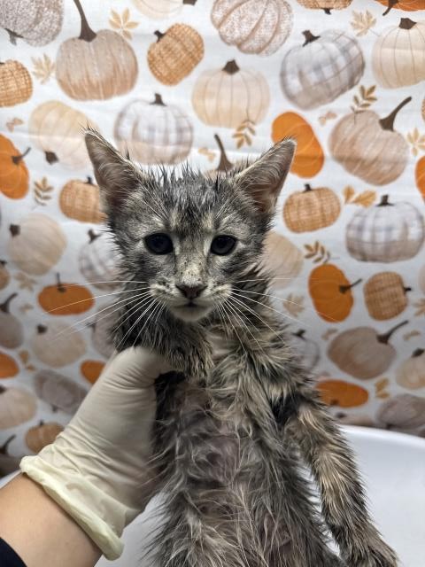 Shelter Stray Male Cat last seen LA SIERRA AVE & EL SOBRANTE RD, 6851 Van Buren Boulevard, Jurupa Valley, CA 92509, USA