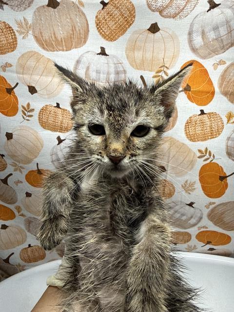 Shelter Stray Female Cat last seen LA SIERRA AVE & EL SOBRANTE RD, 6851 Van Buren Boulevard, Jurupa Valley, CA 92509, USA