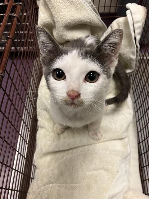 Shelter Stray Female Cat last seen Near BLOCK E 12TH ST, LONG BEACH CA, 7700 E Spring St, Long Beach, CA 90815, USA