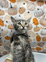 Shelter Stray Female Cat last seen LA SIERRA AVE & EL SOBRANTE RD, 6851 Van Buren Boulevard, Jurupa Valley, CA 92509, USA