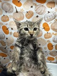 Shelter Stray Female Cat last seen LA SIERRA AVE & EL SOBRANTE RD, 6851 Van Buren Boulevard, Jurupa Valley, CA 92509, USA