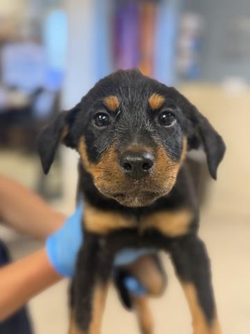 Shelter Stray Female Dog last seen Near BLOCK EILEEN ST, RIVERSIDE CA, 6851 Van Buren Boulevard, Jurupa Valley, CA 92509, USA