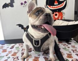 Shelter Stray Female Dog last seen , 957 N Gaffey St, San Pedro, CA 90731, USA