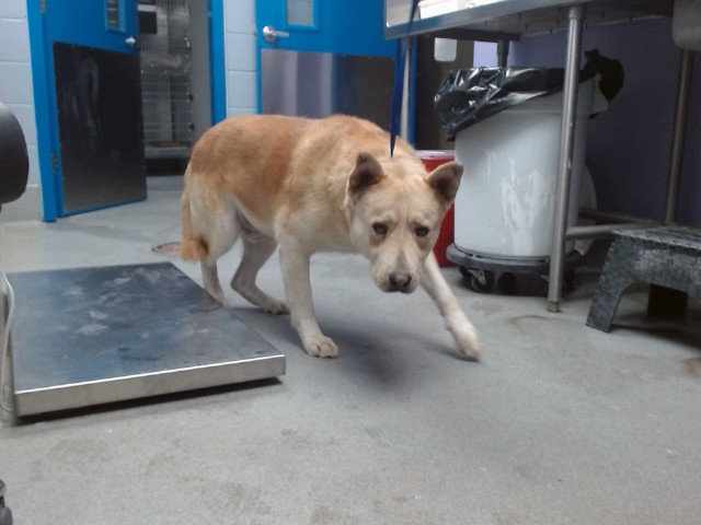Shelter Stray Male Dog last seen CLEAR RD SW, 11800 Sunset Gardens Rd SW, Albuquerque, NM 87121, USA