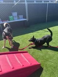 Shelter Stray Female Dog last seen AUGUSTA AND SIERRA LAKES PKWY, 333 Chandler Pl, San Bernardino, CA 92408, USA