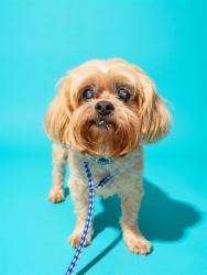 Shelter Stray Male Dog last seen FOUR ACHER AND WILSON, 2020 Forest St, Jacksonville, FL 32204, USA