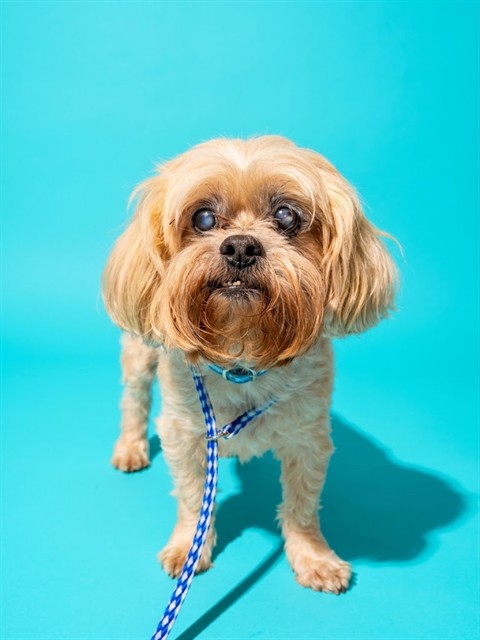 Shelter Stray Male Dog last seen FOUR ACHER AND WILSON, 2020 Forest St, Jacksonville, FL 32204, USA