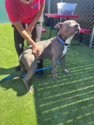 Shelter Stray Male Dog last seen NEWPORT AVE X CANAL ST, 333 Chandler Pl, San Bernardino, CA 92408, USA