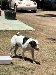 Shelter Stray Male Dog last seen Near BLOCK FULLER DR, BAKERSFIELD CA 93307, 3951 Fruitvale Ave, Bakersfield, CA 93308, USA