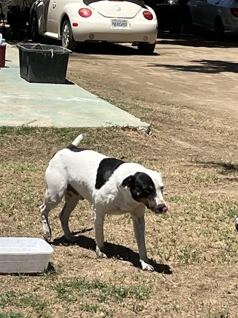 Shelter Stray Male Dog last seen Near BLOCK FULLER DR, BAKERSFIELD CA 93307, 3951 Fruitvale Ave, Bakersfield, CA 93308, USA