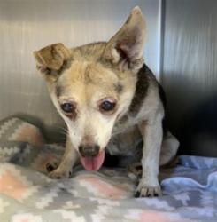 Shelter Stray Female Dog last seen Near BLOCK E OAKLAND AVE FARMERSVILLE, Visalia, CA 93292, USA