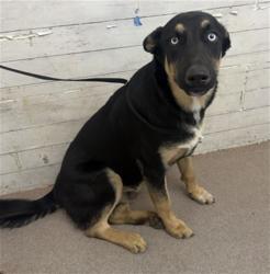 Shelter Stray Male Dog last seen HUNTINGTON, 333 Chandler Pl, San Bernardino, CA 92408, USA