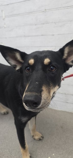 Shelter Stray Female Dog last seen HUNTINGTON, 333 Chandler Pl, San Bernardino, CA 92408, USA