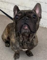 Shelter Stray Male Dog last seen , 333 Chandler Pl, San Bernardino, CA 92408, USA