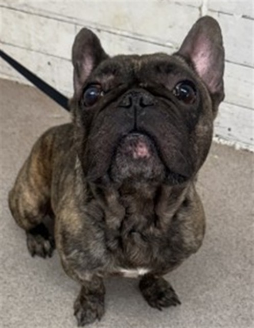 Shelter Stray Male Dog last seen , 333 Chandler Pl, San Bernardino, CA 92408, USA