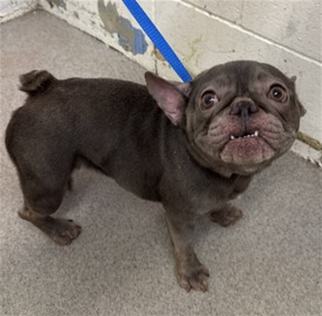 Shelter Stray Female Dog last seen , 333 Chandler Pl, San Bernardino, CA 92408, USA